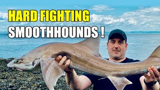 Bristol Channel Fishing- Big Smoothhound And Other Species