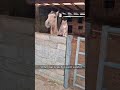 Cat And Horse рџђЋ рџђ Funny Funnyanimls Cat Horse Cat And Horse рџђЋ рџђ Funny Funnyanimls Cat Horse