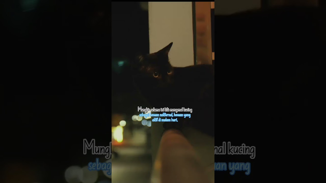 Kenapa Kucing Sering Membangunkan Pemiliknya saat Subuh? 