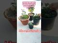 😱💯Marte hue Dianthus Plant ko kaise bachae #trending #gardening #ytshorts #shortsfeed #shorts