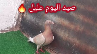 صيد اليوم عليل زاجل مراسليات قوي جدا🤯😵