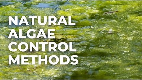 Natural Algae Control Methods
