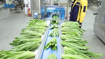 How to packing the fresh vegetable? Lettuce celery packing machine