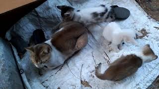 Cute kitten eating chicken head, playing with mother compilations, sleeping by amma pets 115 views 3 years ago 2 minutes, 25 seconds