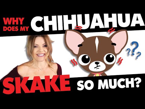 Shaking Chihuahua? Is it normal? | Sweetie Pie Pets by Kelly Swift
