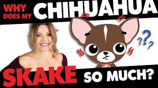 Shaking Chihuahua? Is it normal? | Sweetie Pie Pets by Kelly Swift