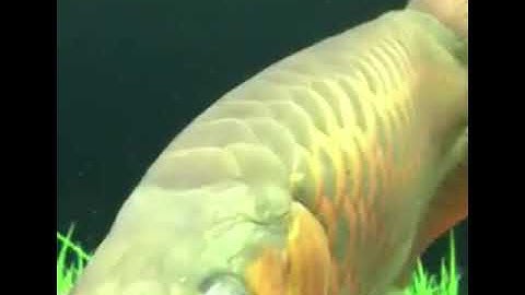 Chữa nấm mờ dầy mắt ở cá Rồng không dùng thuốc .