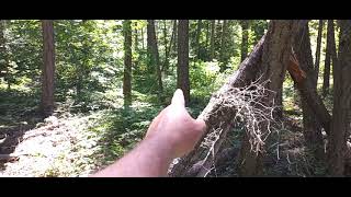 Sasquatch Interior B.C. Log Sasquatch Structure Little Shuswap Area