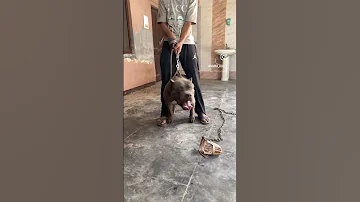 Dc Americanbully Open Stud Xxl Size Americanbully Topquality Puppy Xxl Blod Hot 