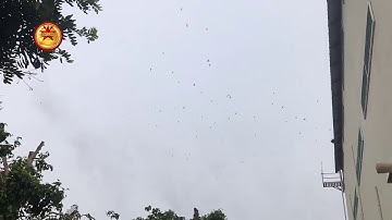 Testing External Sounds ( King 168 ) Swiftlet house - New Ex and In sounds swallow house 2020