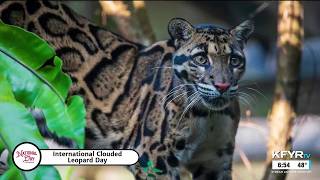National Day Calendar International Clouded Leopard Day