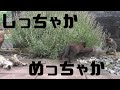 捨てられていた猫たち、庭で遊ぶの巻