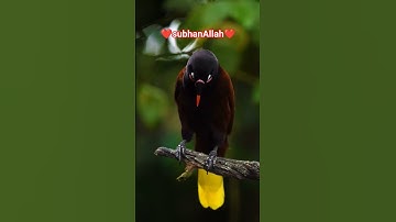 #سورة_الإخلاص #ikhlas #egzonibrahimi #trend #islamicfigure #viral #birds #5minsdeen #islamicprophet