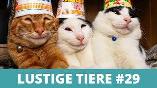 LUSTIGE TIERE - Witzige Tiervideos, Lustige Tiere Compilation #28 by Enjoy Pets 2,061 views 3 years ago 9 minutes, 9 seconds