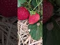 love 🍓🍓