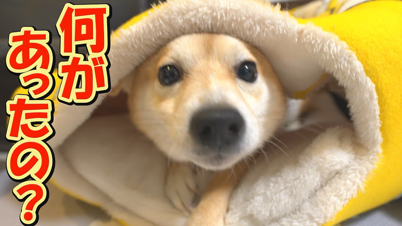 ３兄弟が激しい喧嘩を繰り広げる中、爆睡中で何も知らない妹柴犬の寝起きが可愛過ぎました。