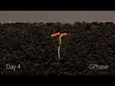 Video: Tohum çimlenmesi Nasıl Hızlandırılır?