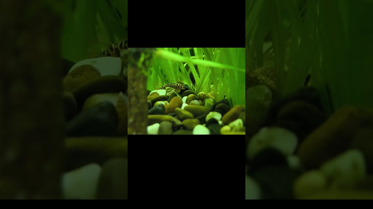 Панхіо шелфорді (Pangio shelfordii)