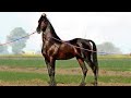 Marawadi Stallion :- Naag | Veer Stud Farm | Dasarath Desai ji | Pure Marawadi Stallion