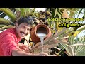 Palm Toddy Extraction Process | Asian Palmyra Juice | Plam Natural Alcohol