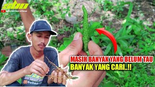 🔥MASIH BANYAK YANG BELUM TAU..!! TUMBUHAN TUNJUK LANGIT