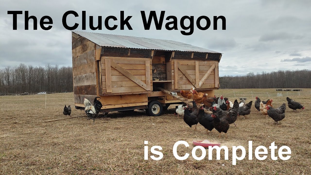 Finally! Moving the Chickens Out of the Barn. YouTube