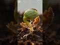 Seed to Plant Timelapse🌱#ai #paramparic #funny #ai #viral