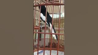 Murai Kampung Malaysia.