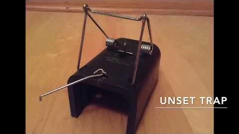 Setting a gopher box trap