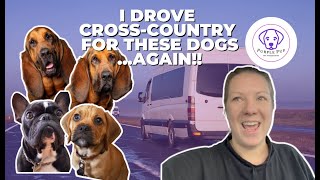 PET TRANSPORTATION | Two Bloodhounds drive back to California by PurplePup LLC 328 views 1 year ago 10 minutes, 50 seconds