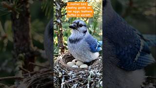 সুন্দরবনের পাখি 😱#BirdMotherhood #EggToLife #CinematicNature #WildlifeVideo #প্রকৃতি #জীবনেরছন্দ