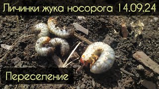 видео: это личинки жука носорога, внимание! не хрущ, не майский жук. картинка: это личинки жука носорога, внимание! не хрущ, не майский жук.