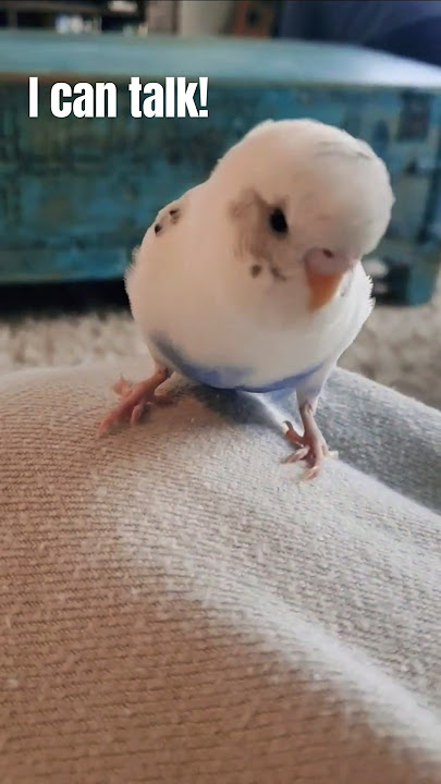 Burung itu berkicau kicau kicau #burung #imut #burungbudgie #hewanlucu #lucu