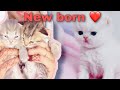 New born kitten care |how to take care newborn kitten |#persiancat #petclub #pets #kittens #cats