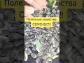 Полезные свойства семечек! #здоровье