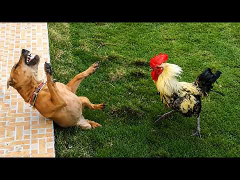 Ultimate Funny Animals Fail Compilation 2026 🤣 (Impossible Not To Laugh)