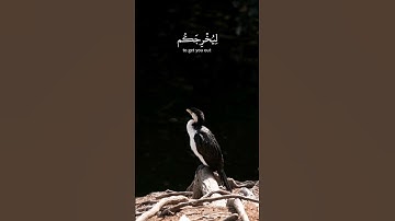 #سورة  الأحزاب.  الآيات (43:41) #ياسر_الدوسري