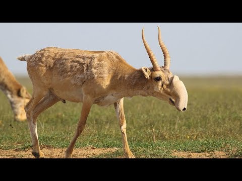 Saiga Antelope Animal Of The Week