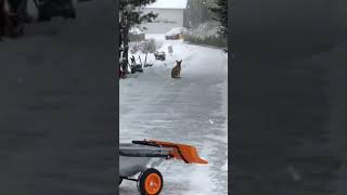 Carolina dog wait for you in the snow, American dingo