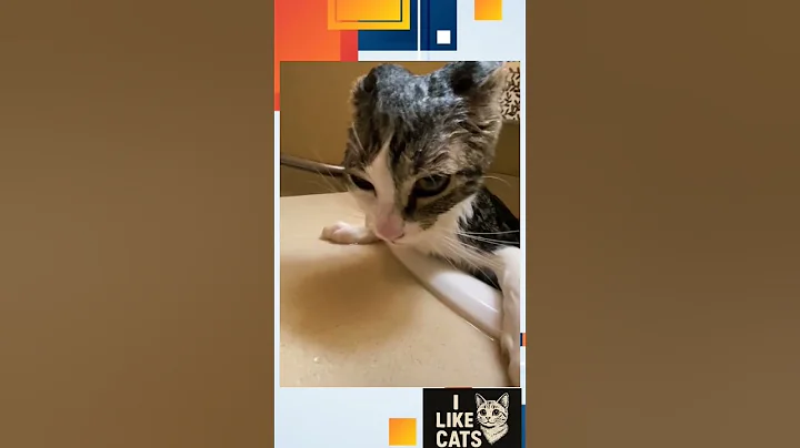 Watch the video about I take a bath first #Cat #Cats #Kitten #CatLover #CatLife #CuteCats #CatLove