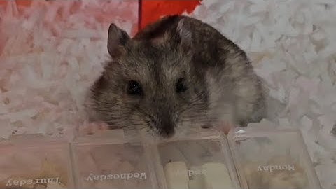 이제 간식통 = 맛있는거 라는걸 알게된 김깜떡