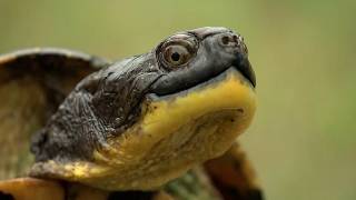 Land & Sea: Saving this endangered turtle