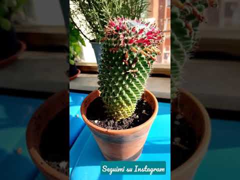 Video: Nutrire piante grasse e cactus: impara quando nutrire cactus e piante grasse