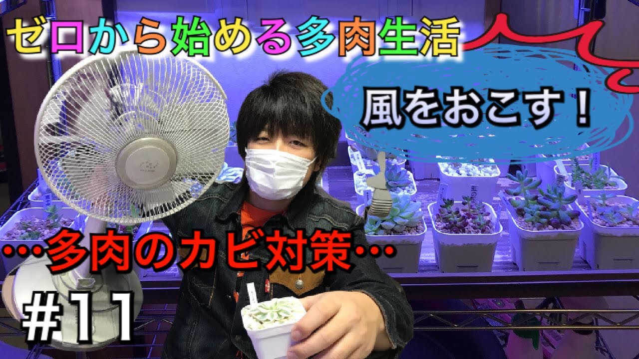照明検証と多肉のカビ対策 ゼロから始める多肉生活 11 多肉植物栽培方法 風 照明 初心者 ルノーディーン Youtube