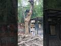 woodcutter's Skill Techniques Woodworking projects large tree feeling #shortvideo #chainsaw