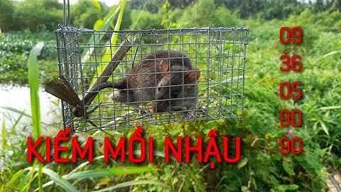 Đặt 20 bẫy chuột kiếm mồi nhậu và cái kết. Bán bẫy chuột không cần mồi sdt 0936059090.