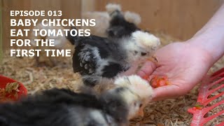 We Gave Baby Chicken Tomatoes for the First Time and This Happened | EP 013 Feed Tomatoes To Chickens