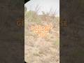 The BOWHUNTING scenario goes 1 of 2 ways on this Desert Muley… #muledeerhunting