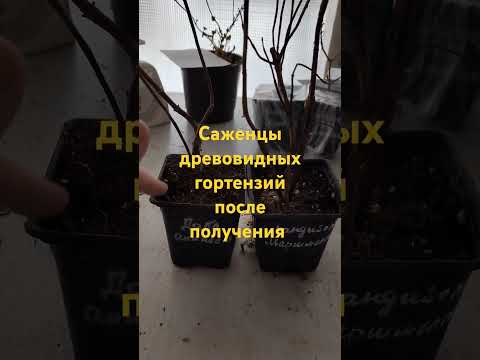 Гортензии #саженцы #почтой