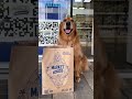 Stormy Golden Retriever #goldenretriever #pets #perros
